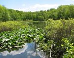 Tenafly Nature Center 