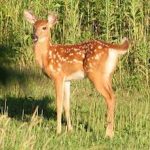 Deer Population Increases Risk of Accidents & Devastates Plant Life