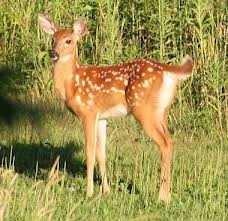 Bergen County Growing Deer Population Increases Risk of Accidents & Devastates Plant Life