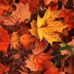 Tenafly Fall Events to Watch For