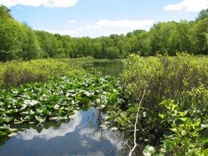 Tenafly Nature Center