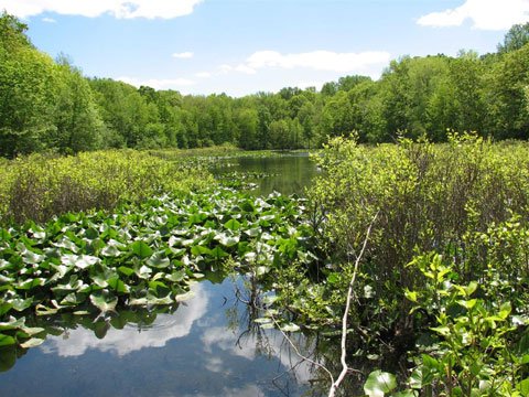 Tenafly Nature Centre with Many Attractions For Nature Lovers